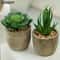 Artificial Succulent Plants, Mini Evergreen Fake Tree Pot, Small Decorative Plants for Office Table and Home Garden Deco