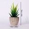 Artificial Succulent Plants, Mini Evergreen Fake Tree Pot, Small Decorative Plants for Office Table and Home Garden Deco