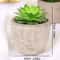 Artificial Succulent Plants, Mini Evergreen Fake Tree Pot, Small Decorative Plants for Office Table and Home Garden Deco