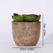 Artificial Succulent Plants, Mini Evergreen Fake Tree Pot, Small Decorative Plants for Office Table and Home Garden Deco