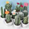 Artificial Plastic Cactus, Realistic Cute Succulent Plant, Home Decor Fake Flower
