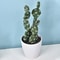 Artificial Plastic Cactus, Realistic Cute Succulent Plant, Home Decor Fake Flower