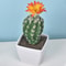Artificial Plastic Cactus, Realistic Cute Succulent Plant, Home Decor Fake Flower