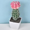 Artificial Plastic Cactus, Realistic Cute Succulent Plant, Home Decor Fake Flower