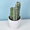 Artificial Plastic Cactus, Realistic Cute Succulent Plant, Home Decor Fake Flower