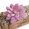 Purple Succulent Plants For Home Bedroom Living Room Bathroom Holiday Party Bonsai Decor 4