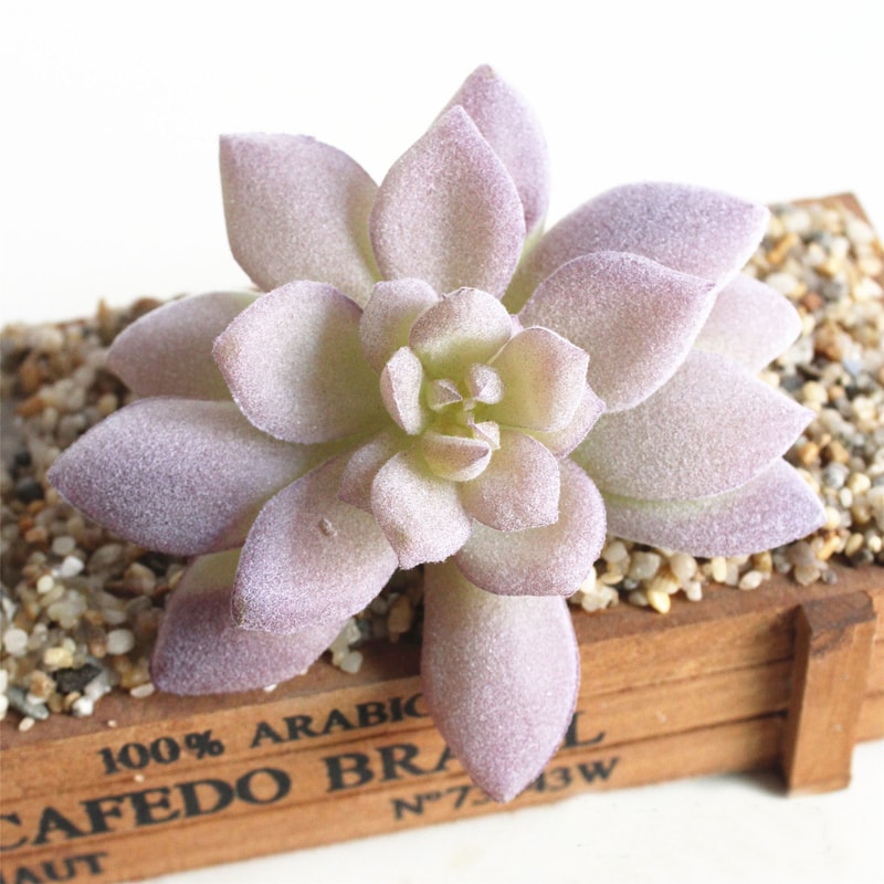 Purple Succulent Plants For Home Bedroom Living Room Bathroom Holiday Party Bonsai Decor 5