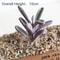 Purple Succulent Plants For Home Bedroom Living Room Bathroom Holiday Party Bonsai Decor 7