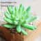 Mini Green Fake Succulent Plant Various Artificial Succulent Plants Lotus Flower Garden Arrangement 6