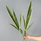 Simulated Green Plant, Artificial Tiger Skin Orchid Agave Succulent for Indoor Outdoor Party Bonsai, Home Living Room De