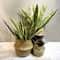 Simulated Green Plant, Artificial Tiger Skin Orchid Agave Succulent for Indoor Outdoor Party Bonsai, Home Living Room De