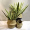 Simulated Green Plant, Artificial Tiger Skin Orchid Agave Succulent for Indoor Outdoor Party Bonsai, Home Living Room De