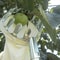 Detachable Farm Fruits Collector Orchard Apple Pears Orange High Tree Picking Tool Fruit Catcher Po 2