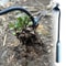 Sturdy Vshaped Fork Gardening Tools Grass Rooting Loose Soil Rake Ergonomic Handle Weed Extractor 3