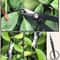 Bonsai Scissors with Handle, Plant Branch Shears, Gardening Pruning and Grafting Tool