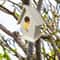 Wooden Bird Nest, Bird Feeder, Mini Wooden Birdhouse, Garden Hanging Birdhouse for Creative Yard Decoration