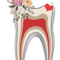 Dental Dentist Dental Assistant Hygienist Dentist Mouth Teeth Surge Tooth.png