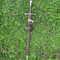Handmade Long Straight Sword With Elegant Handle Collectible Medieval Blade Decorative Display Sw 2