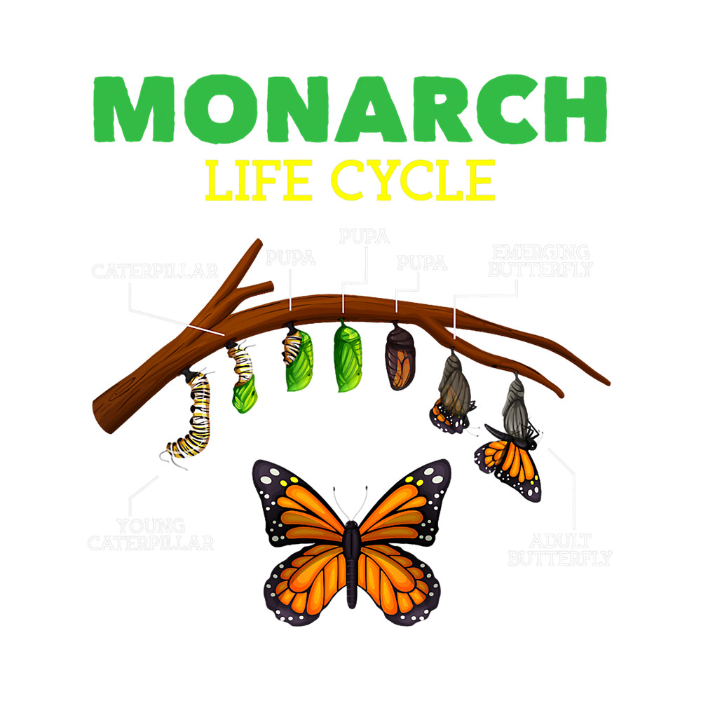 Monarch Butterfly Life Cycle Butterflies Nature Lover.png