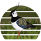 Lapwing Bird Art Birdlover Birdwatcher Biologist Ornithology.png