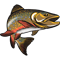 Speckled Brook Trout Fishing Drawing Illustration Graphic.png