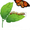 You Have Changed Butterfly Lover Butterflies Entomologist.png