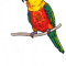 Sun Conure Gifts For Parrot Lovers I Love My Cute Conure.png
