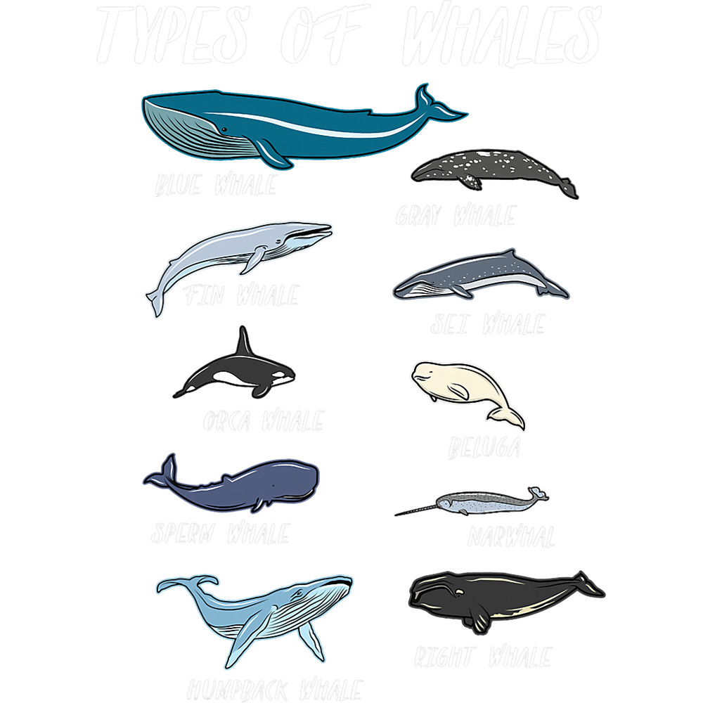 Whales Types Of Whales Ocean Science Marine Biologist Teacher.png