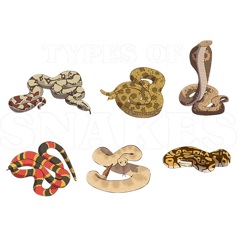Python Lover Snake Reptile Python Herpetology Ophiology.png