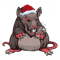 Rat Ratty Christmas Santa Hat Rodent Angry Rat Owner.png