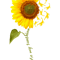 Scorpion Sunflower.png