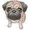 5X7 pug dog V2.png