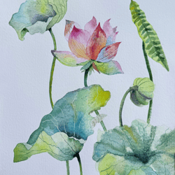 Watercolor painting of flowers. Watercolor lotuses