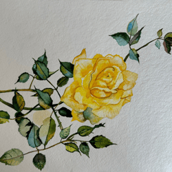 Watercolor painting of roses. Yellow rose