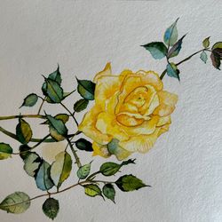 watercolor painting of roses. yellow rose