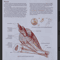 Trail Guide to the Body3.png