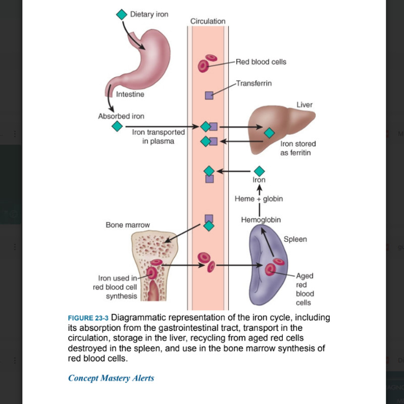 Porth's Essentials of Pathophysiology2.png