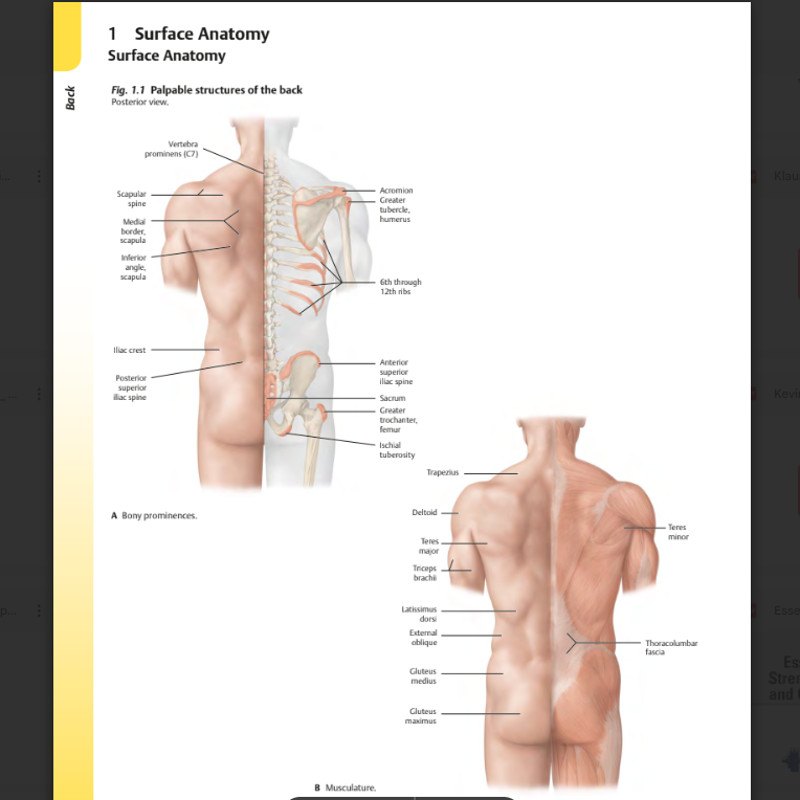 Atlas of Anatomy 4th Edition2.png
