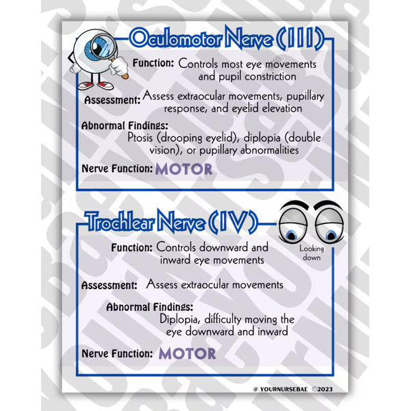 Cranial Nerves Study Guide (3).png