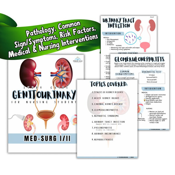 Urinary System Renal Study Guide, Med-Surg III Genitourinary Bundle (2).png