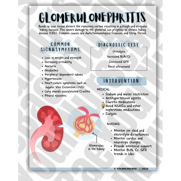 Urinary System Renal Study Guide, Med-Surg III Genitourinary Bundle (4).png