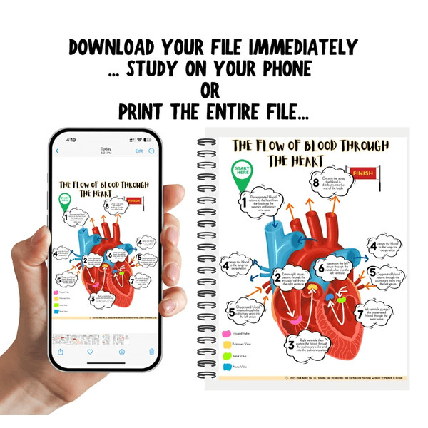 Cardiac Study Guide (3).png
