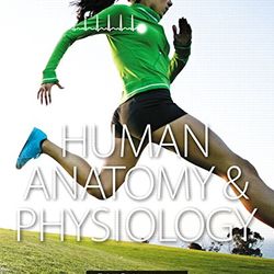 TestBank Human anatomy & physiology 1st edition Erin C. Amerman