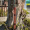 King Solomon Sword With Leather Sheath 3