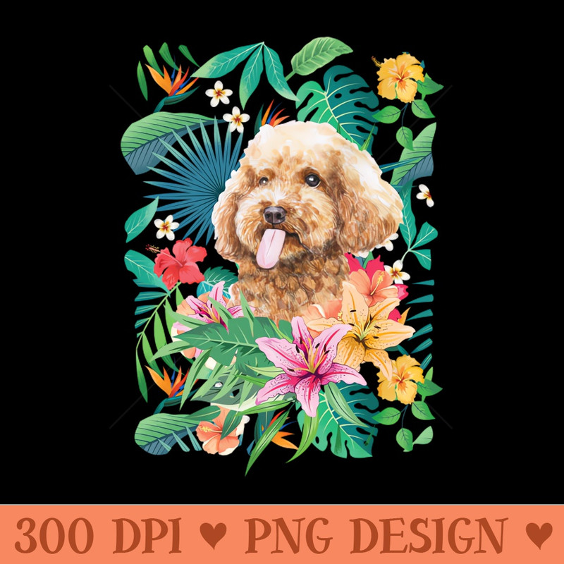 Tropical Apricot Toy Poodle 0398.jpg
