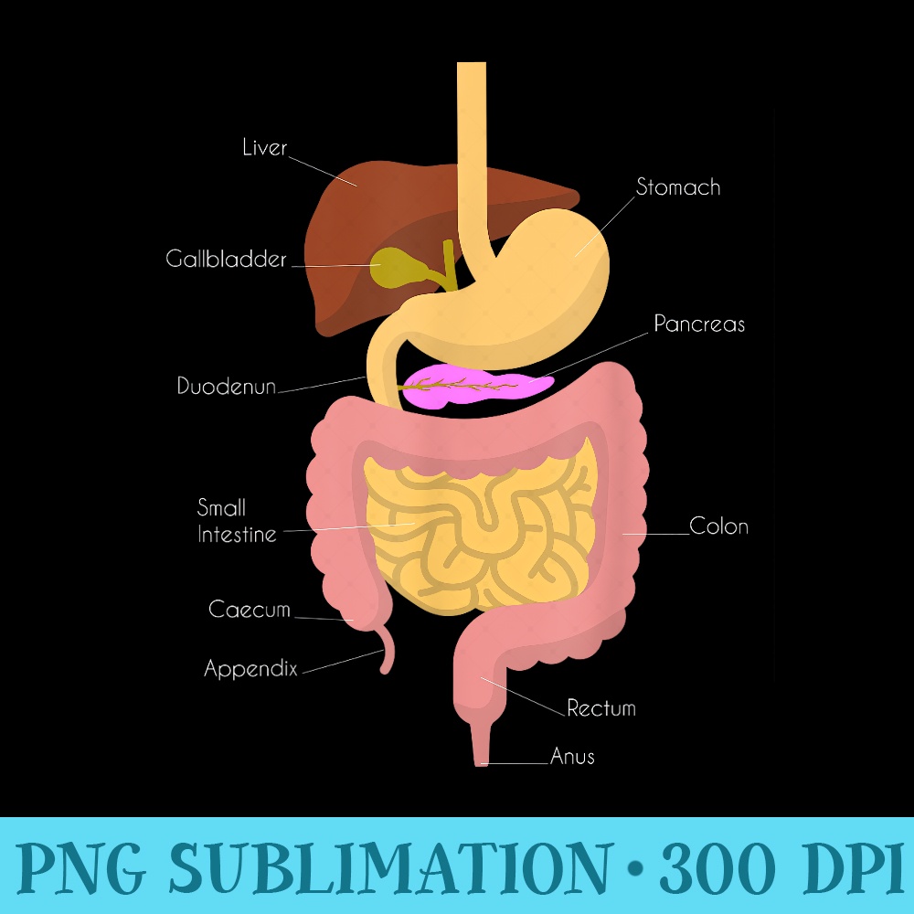 Digestive System - PNG Download Button - Easy-To-Print And User-Friendly Designs