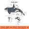 Killer Whale Anatomy Marine Biologist - Design PNG template - Quick And Seamless Download Process