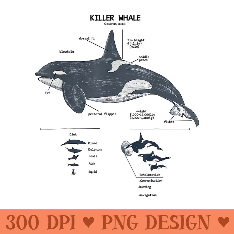 Killer Whale Anatomy Marine Biologist - Design PNG template - Quick And Seamless Download Process