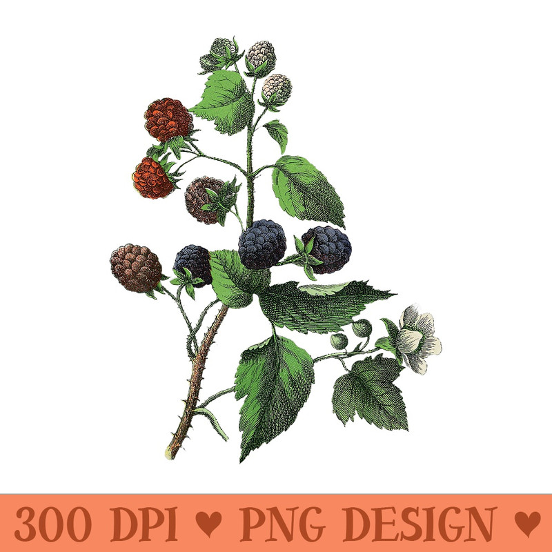 Blackberry Fruit Vine Plant T - PNG design downloads - Create with Confidence