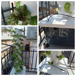 aeroponic towers FOR vertical farming
